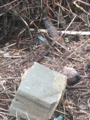 Cnemidophorus espeuti