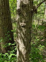 Quercus × columnaris