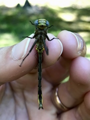 Phanogomphus exilis