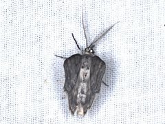 Chlenomorpha sciogramma