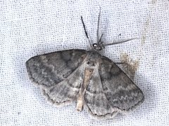 Chlenomorpha sciogramma