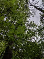 Quercus × columnaris