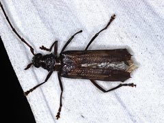 Phoracantha longipennis