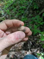 Quercus × columnaris