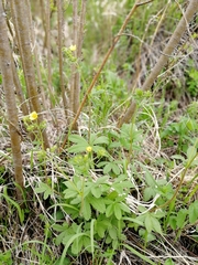 Potentilla chrysantha