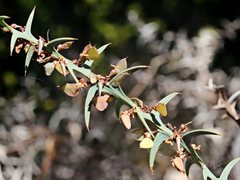 Daviesia pectinata