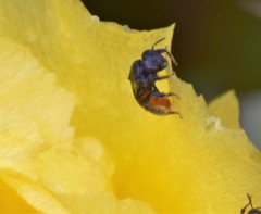Macrotera