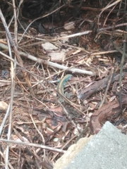 Cnemidophorus espeuti