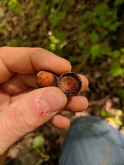 Quercus × columnaris