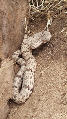 Crotalus lepidus