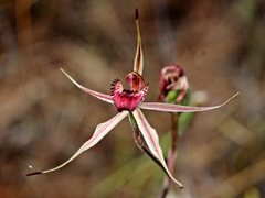 Caladenia lowanensis