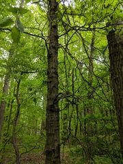 Quercus × columnaris