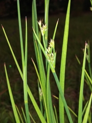 Juncus validus