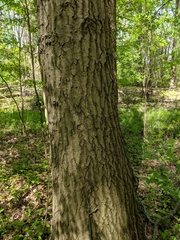 Quercus × columnaris