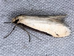 Philobota hypocausta