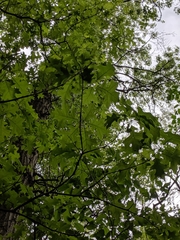 Quercus × columnaris