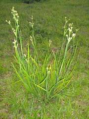 Juncus validus