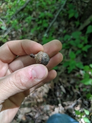 Quercus × columnaris