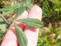 Baptisia australis