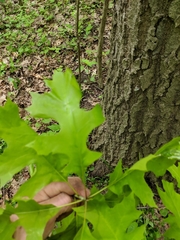 Quercus × columnaris