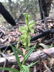 Pterostylis viriosa