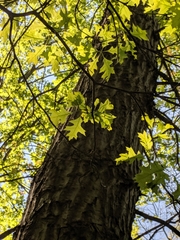 Quercus × columnaris