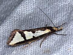 Diapatela semophanes