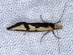 Diapatela semophanes