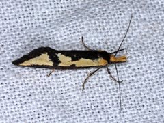 Diapatela semophanes