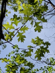 Quercus × columnaris