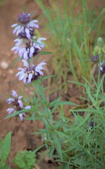 Monarda clinopodioides