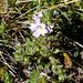 Euphrasia eichleri - Photo (c) Ken Harris EntSocVic, some rights reserved (CC BY-NC), uploaded by Ken Harris EntSocVic
