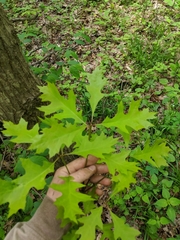 Quercus × columnaris