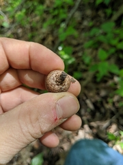 Quercus × columnaris