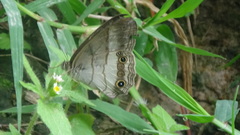 Euptychoides laccine