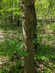 Quercus × columnaris