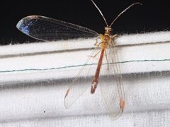 Austronymphes