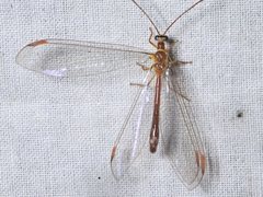 Austronymphes