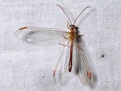 Austronymphes