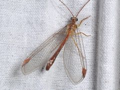 Austronymphes