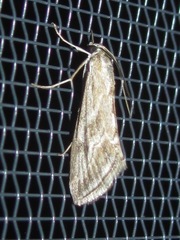 Evergestis vinctalis