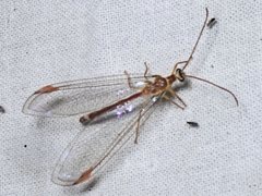 Austronymphes