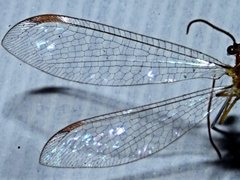 Austronymphes