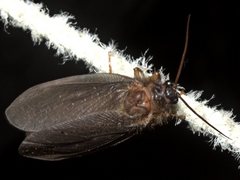 Megalithone tillyardi