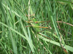 Pediodectes haldemanii