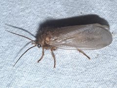 Megalithone tillyardi