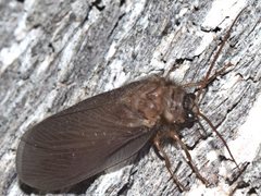 Megalithone tillyardi