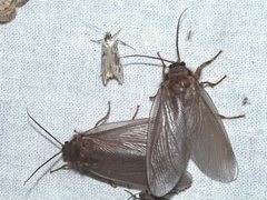 Megalithone tillyardi