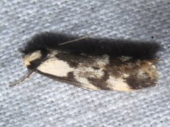 Palimmeces leucopelta
