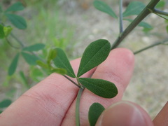 Baptisia tinctoria
